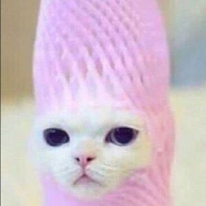 Meet your Posher, Carmen